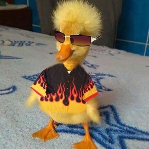 Meet your Posher, Luis